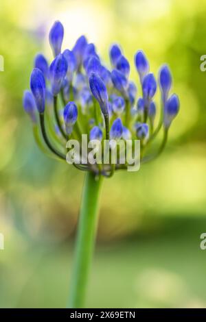 Zierlilie 'Nordstern' (Agapanthus), Nahaufnahme Stockfoto