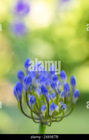 Zierlilie 'Nordstern' (Agapanthus), Nahaufnahme Stockfoto
