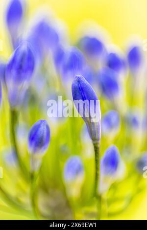 Zierlilie 'Nordstern' (Agapanthus), Nahaufnahme Stockfoto