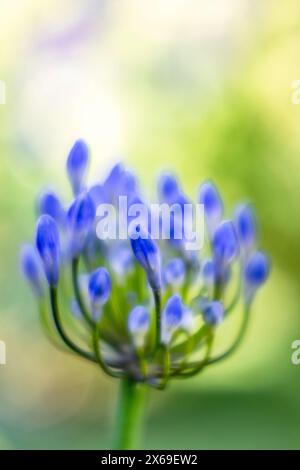 Zierlilie 'Nordstern' (Agapanthus), Nahaufnahme Stockfoto