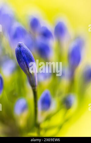 Zierlilie 'Nordstern' (Agapanthus), Nahaufnahme Stockfoto