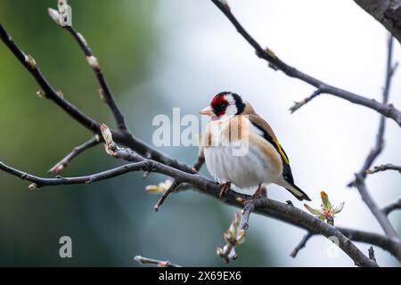 Der europäische Goldfink oder einfach der Goldfink ist auf dem Ast. Es handelt sich um einen kleinen Passerinvogel aus der Familie finch. Carduelis carduelis Stockfoto