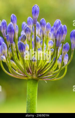 Zierlilie 'Nordstern' (Agapanthus), Nahaufnahme Stockfoto