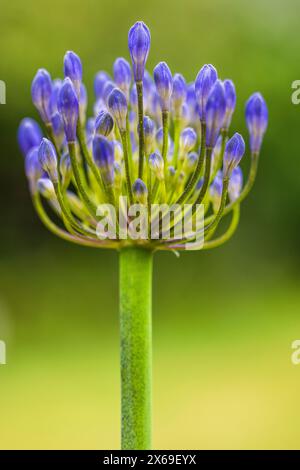 Zierlilie 'Nordstern' (Agapanthus), Nahaufnahme Stockfoto