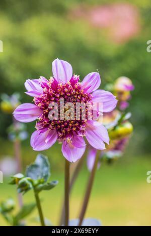 Mit Anemonen blühende Dahlia 'Fenna Baaij', Blume, Nahaufnahme Stockfoto