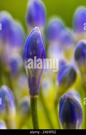 Zierlilie 'Nordstern' (Agapanthus), Nahaufnahme Stockfoto