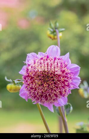 Mit Anemonen blühende Dahlia 'Fenna Baaij', Blume, Nahaufnahme Stockfoto