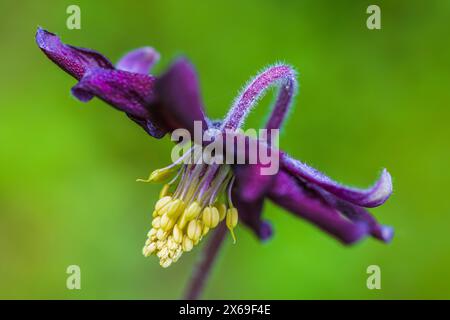 Aquilegia vulgaris-Hybride 'Black Barlow', doppelkolumbine, Nahaufnahme Stockfoto