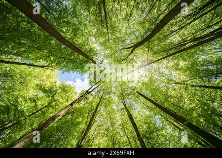 Die Beobachtung des Sonnenlichts, das durch die Äste der Bäume in einem Wald filtert, bietet eine ruhige Verbindung mit der Natur, umgeben von Landpflanzen Stockfoto