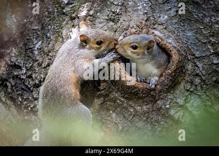 Eichhörnchen (Sciurus carolinensis) mit Baby, das aus einem Loch im Baumstamm blickt - Brevard, North Carolina, USA Stockfoto