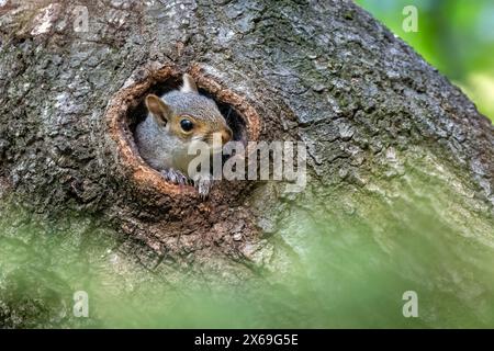 Eastern Grey Eichhörnchen (Sciurus carolinensis) Baby, das aus einem Loch im Baumstamm blickt - Brevard, North Carolina, USA Stockfoto