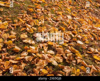 Gelbe und orangene Blätter auf der Erde im Herbstwald. Natur farbenfroher Hintergrund. Stockfoto