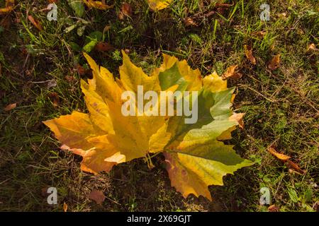 Gelbe und orangene Blätter im Herbstwald. Natur farbenfroher Hintergrund. Stockfoto