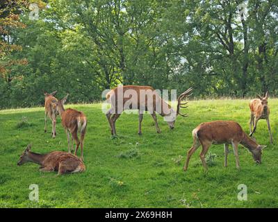 Herde of Red Deer (Cervus elaphus) mit einem Hirsch im Hirschpark am Broadway Tower, Cotswolds, England, Großbritannien Stockfoto