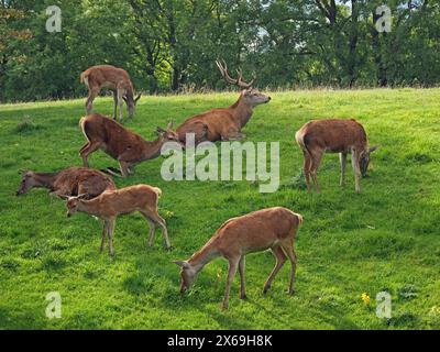 Herde of Red Deer (Cervus elaphus) mit einem Hirsch im Hirschpark am Broadway Tower, Cotswolds, England, Großbritannien Stockfoto