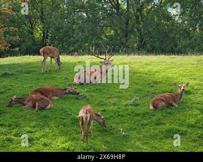 Herde of Red Deer (Cervus elaphus) mit einem Hirsch im Hirschpark am Broadway Tower, Cotswolds, England, Großbritannien Stockfoto