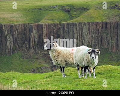 Zwei kräftige Schafe weiden auf Hochland über dem spektakulären geologischen Gletschertal des High Cup Nick im Norden von Pennines Cumbria, England, Großbritannien Stockfoto