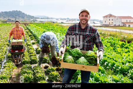 Positiver Mann Plantagenarbeiter mit einer Kiste voller Salat Stockfoto