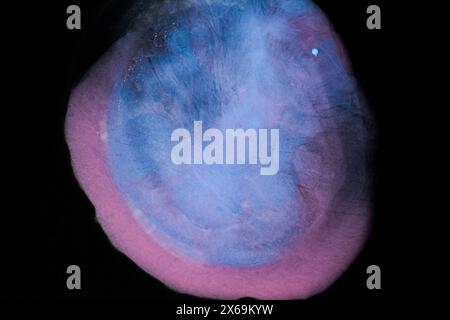 Leuchtendes Blau- und Rosa-Öl wirbelt anmutig vor einem kräftigen schwarzen Hintergrund und zeigt seine einzigartigen Farben und Bewegungen. Stockfoto