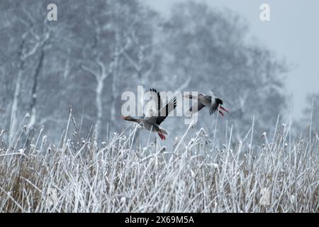 Zwei Graugänse fliegen hinter schneebedecktem Schilf und frostiger Wald Ende April in Helsinki, Finnland, im kältesten blackberry wi Stockfoto