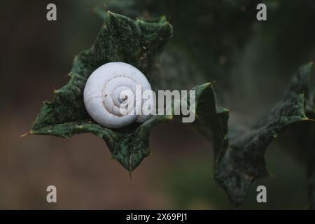 Nahaufnahme einer Weißschalen-Schnecke auf einem lebhaften grünen Blatt Stockfoto