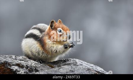 Nahaufnahme eines Goldmantelhörnchens (Callospermophilus lateralis), das auf felsigem Boden, auf Augenhöhe, selektive Farbe, Schwarzweiß, Kopierraum isst Stockfoto