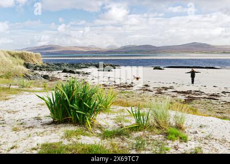 Wanderhund an einem ruhigen abgelegenen Strand in Gruinart Bay am Ardnave Point, Islay, Innere Hebriden. Blick nach Osten auf Paps of Jura in der Ferne Stockfoto