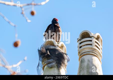 Truthahngeier sitzt auf einem architektonischen Schornstein Stockfoto