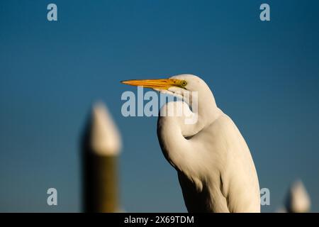 Großer Egret Nahaufnahme mit Kopierraum Stockfoto