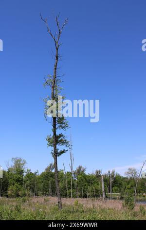 Einsamer sterbender Baum mit einigen Blättern auf einer Wiese in Middlefork Savanna in Lake Forest, Illinois Stockfoto