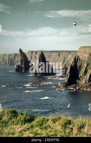 Duncansby Head erodierte Seestapel und Nordseeklippen in der Nähe von John o' Groats. Caithness Area in der Highland Region Schottlands Stockfoto