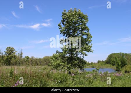 Ein Baumwollholzbaum vor einem Teich mit Zirruswolken am Middlefork Savanna in Lake Forest, Illinois Stockfoto