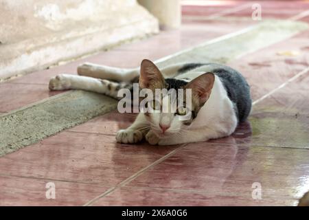 Eine Katze ruht im Schatten einer Buddha-Statue in einem buddhistischen Tempel in Thailand Stockfoto