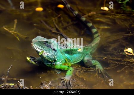 Grüner Eidechse Chinesischer Wasserdrache (Physignathus cocincinus) in tropischer Lagune Stockfoto