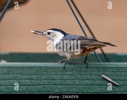 Ein Weißbrust-Nuthatch-Vogel sucht sein Lieblingssaat aus einem Vogelfutter im Hinterhof. Nahansicht. Stockfoto