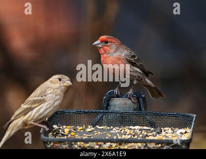 Ein Roter Fink mit wunderschöner Färbung, der auf einem provisorischen Vogelfutterhäuschen sitzt, dessen weibliche Partnerin leicht sichtbar vorne ist. Stockfoto