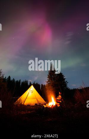 Eine junge Frau sitzt am Lagerfeuer und hält ihren Hund auf ihrem Schoß in der Nähe ihres Zeltes. Die wunderschöne aurora Borealis beleuchtet den Nachthimmel. Stockfoto