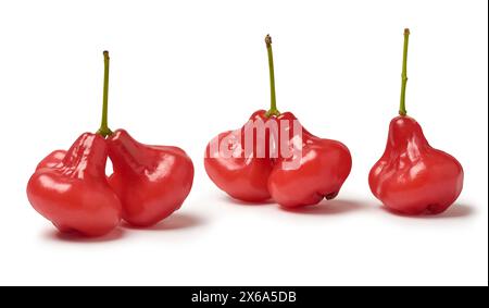 Set aus Jambu oder Rosenapfel isolierter weißer Hintergrund, Wasser, Wachs oder jamaikanischer Apfel, rote Farbe glockenförmige tropische Frucht, einheimisch in südostasien Stockfoto