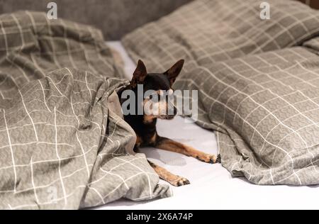 18 Jahre alter Hundespielzeug-Terrier, der unter der Decke im Bett liegt Stockfoto