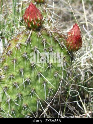 Plains Feigenkaktus (Opuntia polyacantha) im Terry Badlands Wilderness Study Area, Montana Stockfoto