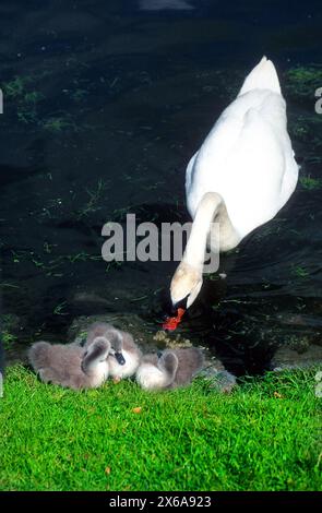 Weißer stummer Schwan ( Cygnus olor ) mit Jungen Stockfoto