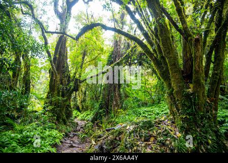 Tawa und Nikau Forest - Neuseeland Stockfoto