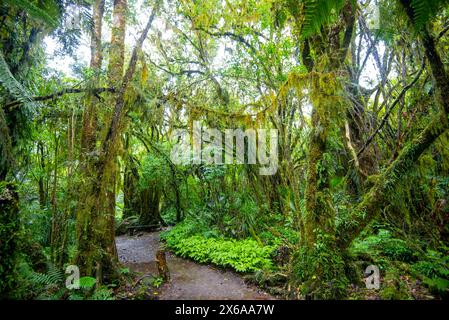 Tawa und Nikau Forest - Neuseeland Stockfoto