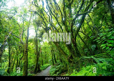 Tawa und Nikau Forest - Neuseeland Stockfoto