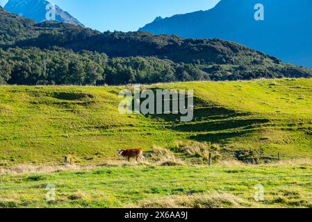 Grüne Weide in Otago - Neuseeland Stockfoto