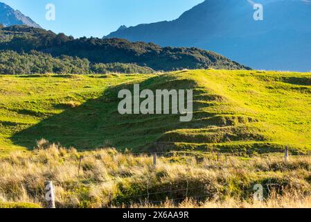 Grüne Weide in Otago - Neuseeland Stockfoto