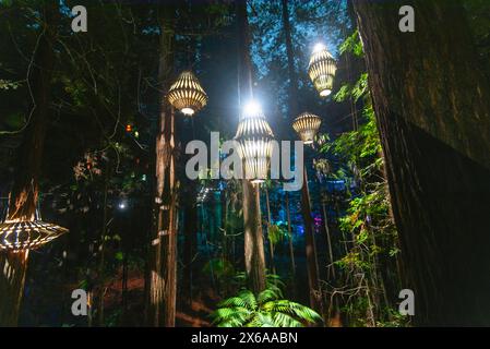 Redwoods Whakarewarewa Forest - Rotorua - Neuseeland Stockfoto