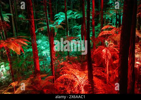 Redwoods Whakarewarewa Forest - Rotorua - Neuseeland Stockfoto