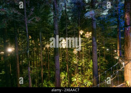 Redwoods Whakarewarewa Forest - Rotorua - Neuseeland Stockfoto