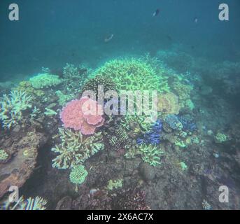 Verschiedene Korallen in frühen Stadien der Fluoreszenz und Bleiche von Korallen, Moore Reef, Great Barrier Reef, Queensland, Australien. Anfang Februar 2024 Stockfoto